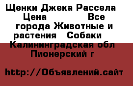 Щенки Джека Рассела › Цена ­ 10 000 - Все города Животные и растения » Собаки   . Калининградская обл.,Пионерский г.